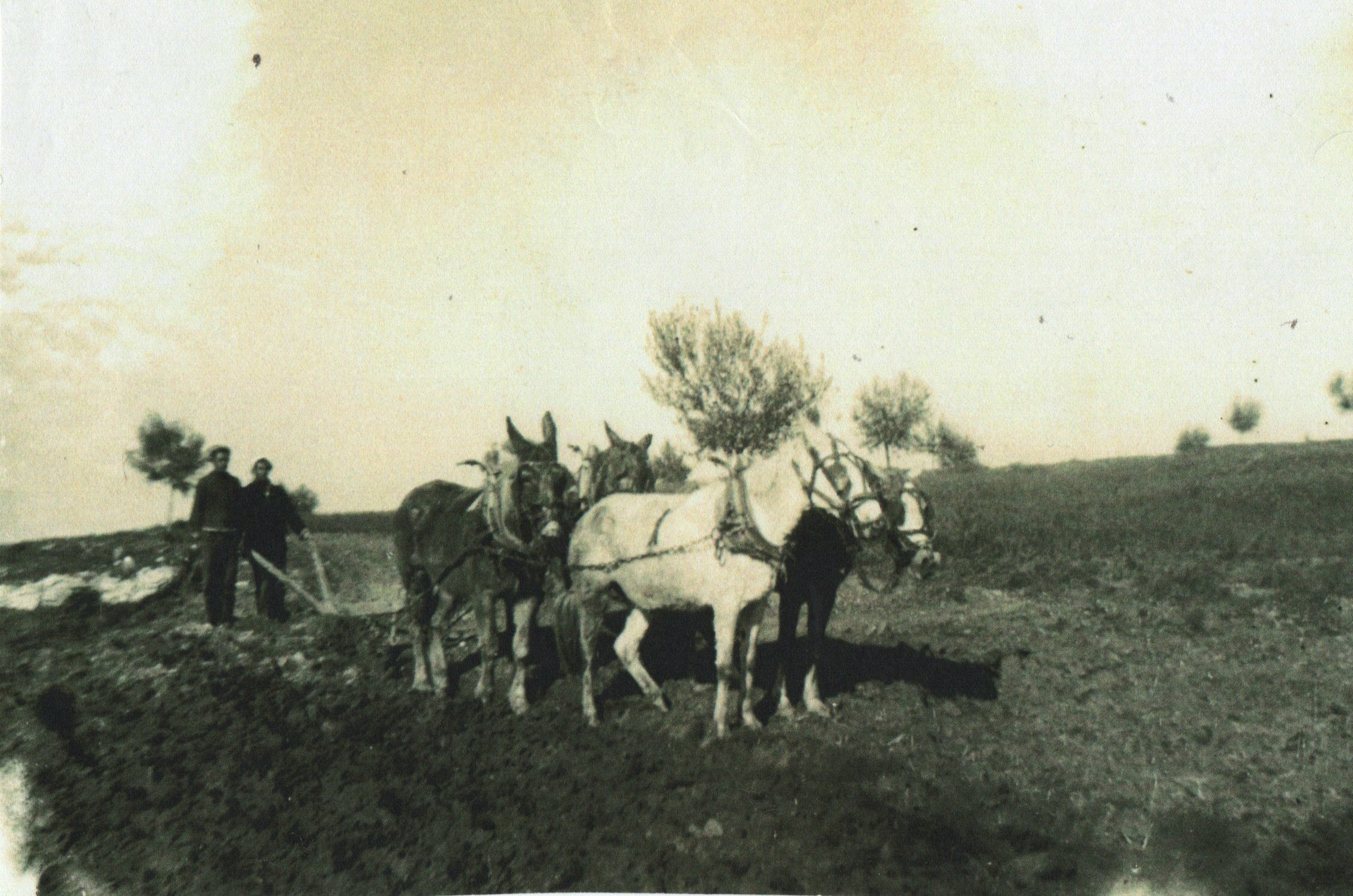 Agriculture