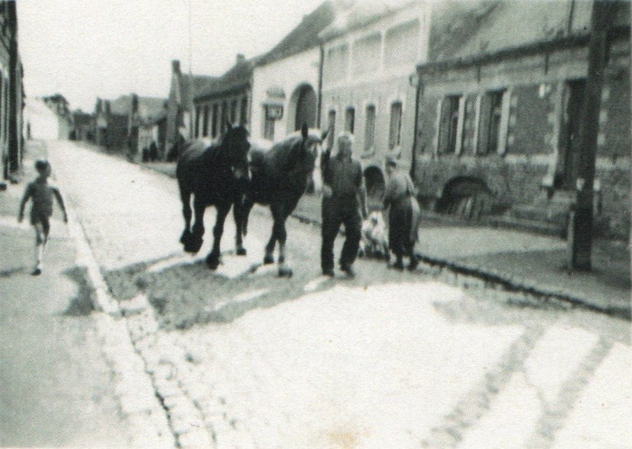 Cheval en ville